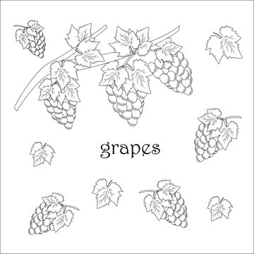 collection grapes,grapes with leaf,set,vector illustration eps10