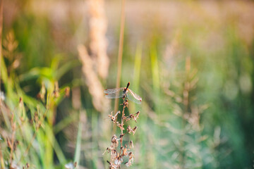 a little dragonfly sat on a branch in sunny weather in summer