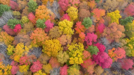 Foto op Canvas Autumn Aerial © car