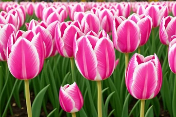 Foto op Canvas Pink tulips in the garden. Spring flowers. Tulips background. © Евгений Порохин