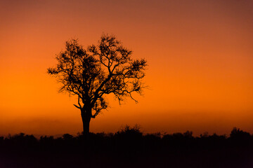 Fototapeta na wymiar Orange sunset with tree silhouette