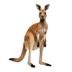 Fototapeta premium kangaroo isolated on transparent and white background. Generative ai
