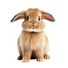 Cute rabbit isolated on transparent and white background. Generative ai
