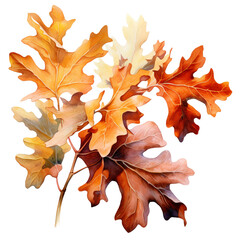 Fototapeta premium autumn maple leaves