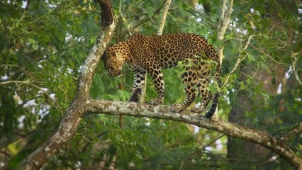 Leopard - Panthera pardus, big spotted yellow cat in India, genus Panthera cat family Felidae, portrait on the tree canopy in Nagarhole tiger reserve, lying and resting with the kill on the branch.