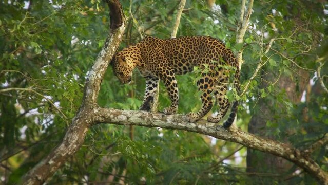 Leopard - Panthera pardus, big spotted yellow cat in India, genus Panthera cat family Felidae, portrait on the tree canopy in Nagarhole tiger reserve, lying and resting with the kill on the branch.