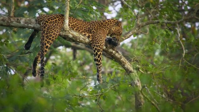 Leopard - Panthera pardus, big spotted yellow cat in India, genus Panthera cat family Felidae, portrait on the tree canopy in Nagarhole tiger reserve, lying and resting with the kill on the branch.
