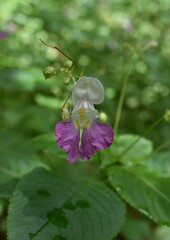 Impatience des jardins (Impatiens balfourii) fleurissant dans un sous-bois.