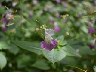 Naklejka na ściany i meble Impatience des jardins (Impatiens balfourii) fleurissant dans un sous-bois.