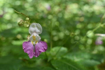 Impatience des jardins (Impatiens balfourii) fleurissant dans un sous-bois.