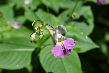 Impatience des jardins (Impatiens balfourii) fleurissant dans un sous-bois.