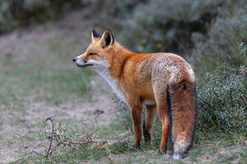 Red Fox (Vulpes Vulpes) searching for food in the dunes of the Amsterdam water supply area near the village of Zandvoort        - obrazy, fototapety, plakaty