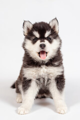 Cute siberian husky puppy sitting and yawning on white background isolated
