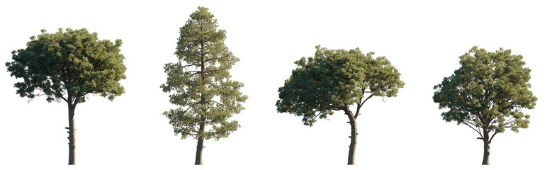 Obraz premium Pinus Pinaster Aiton (maritime, cluster)pine bush shrub and tree isolated png on a transparent background premium cutout medium-size Pinaceae mountain pine fir