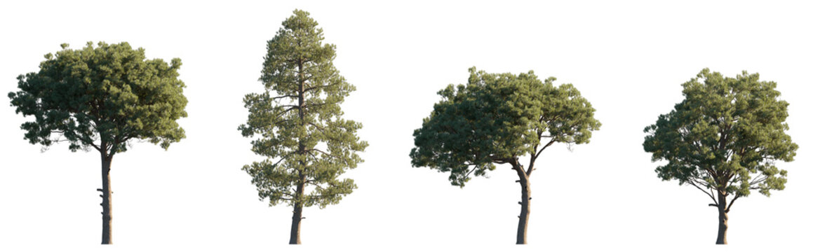 Pinus Pinaster Aiton (maritime, cluster)pine bush shrub and tree isolated png on a transparent background premium cutout medium-size Pinaceae mountain pine fir