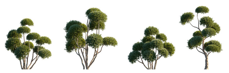 Taxus cuspidata Japanese yew set frontal isolated png on a transparent background perfectly cutout...