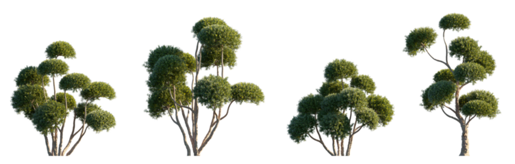 Taxus cuspidata Japanese yew bush\shrub set frontal isolated png on a transparent background premium cutout high resolution 