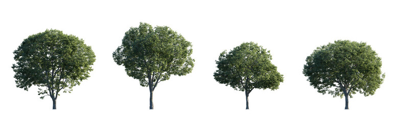 Obraz premium Celtis australis (the European nettle tree, Mediterranean hackberry, lote tree, or honeyberry) large and medium isolated png on a transparent background premium cutout