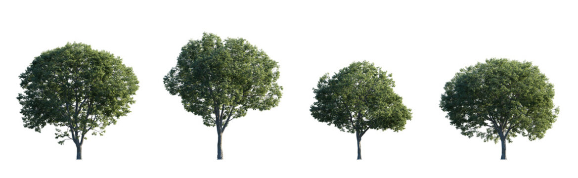 Celtis australis (the European nettle tree, Mediterranean hackberry, lote tree, or honeyberry) large and medium isolated png on a transparent background premium cutout