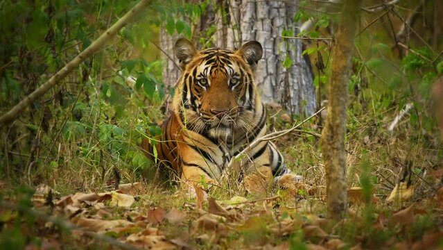 Bengal Tiger - Panthera tigris tigris the biggest cat in wild in Indian jungle in Nagarhole tiger reserve, wild hunter in the greeen jungle, face to face view. Jump and run in the forest.