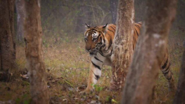 Bengal Tiger - Panthera tigris tigris the biggest cat in wild in Indian jungle in Nagarhole tiger reserve, wild hunter in the greeen jungle, face to face view. Jump and run in the forest.