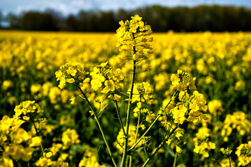 Field of yellow rapeseed in spring