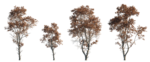 Acer ukurunduense caudatum hua kai feng set candle-shape maple trees isolated png in sunny daylight on a transparent background premium cutout