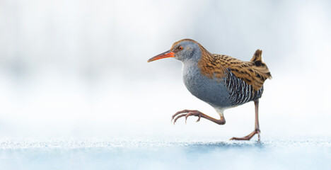 Water Rail Rallus aquaticus running on the ice and on the frozen surface of the lake, amazing rare...