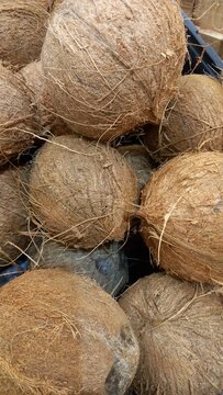 Coconuts. Lots of natural coconuts. Fruit of the palm tree.