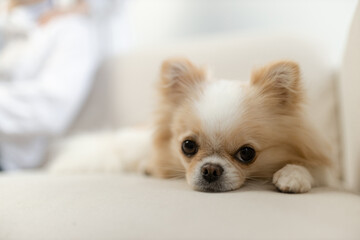 Adorable Pomeranian Puppy Relaxing on a Couch