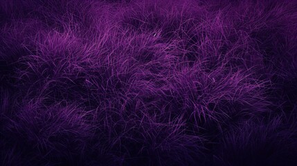 vintage violet or purple grass and texture filed background in dark tone 