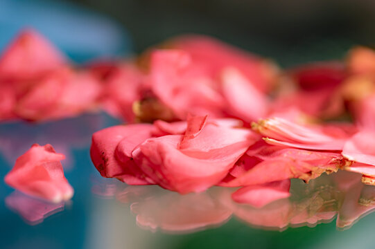 Macro image of pink petals and their reflection.