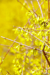 Yellow Forsythia flowers on the bush. Beautiful Syringa flowers, selective focus.
