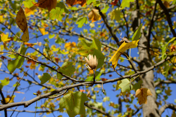 Close-up of a beautiful dried flower of an adult tulip tree, Liriodendron tulipifera. Warm autumn sunny day in the garden