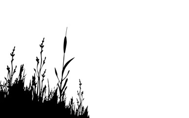 Image of a monochrome reed,grass or bulrush on a white background.Isolated vector drawing.Black grass graphic silhouette.