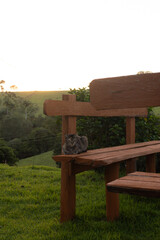 gato na chácara relaxando no banco de madeira no por do sol 