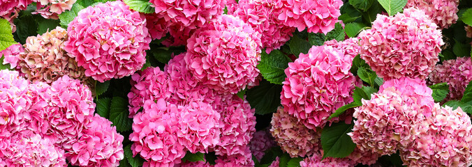 large pink and fuchsia HYDRANGEA flowers blooming in spring in the garden