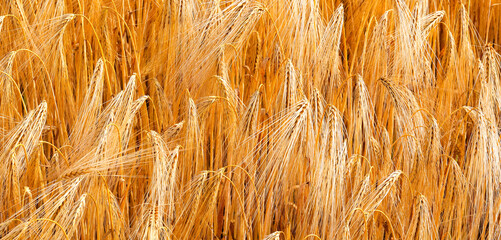 Yellow golden wheat ears of wheat ripened for harvest