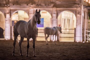 Doha, Qatar, May 01,2023 : View on Arabian horse in the old market called "souk Waqif" in Doha, Qatar.