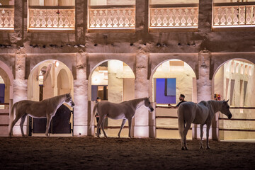 Doha, Qatar, May 01,2023 : View on Arabian horse in the old market called 