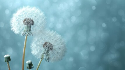  a close up of two dandelions on a blurry background with boke of light coming from the top of the dandelions to the bottom of the dandelions.
