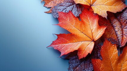  a close up of a bunch of leaves with drops of water on the leaves and on the top of the leaves is a blue background with a light blue background.