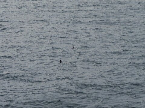Orcas (auch Killerwale oder Schwertwale) und ein Pinguin im Meer vor der Antarktischen Halbinsel