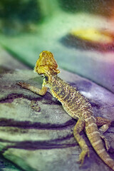chameleon on a stone in the jungle