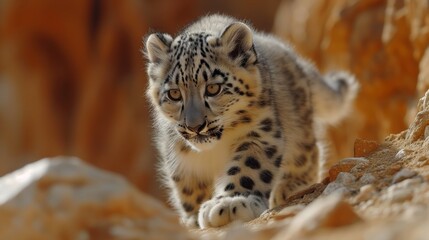 Fototapeta premium View of Snow Leopards