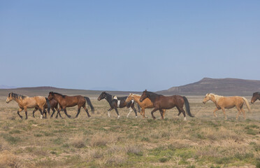 Fototapeta na wymiar Herd of Wild Horses in the Utah Desert in Springtime