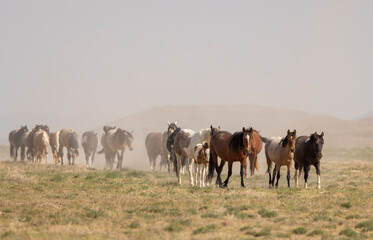 Obraz premium Herd of Wild Horses in the Utah Desert in Springtime