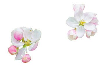 Apfelblüten freigestellt studio