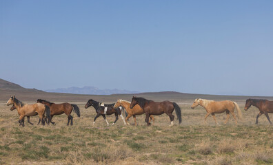 Naklejka na ściany i meble Herd of Wild Horses in the Utah Desert in Springtime