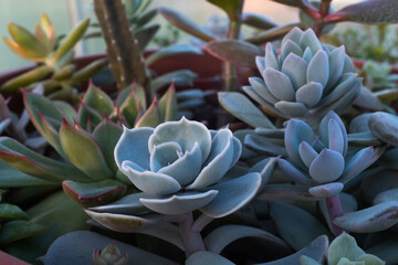 Succulent composition. Background from succulents in pot for publication, poster, calendar, post, screensaver, wallpaper, postcard, banner, website. High quality photo
